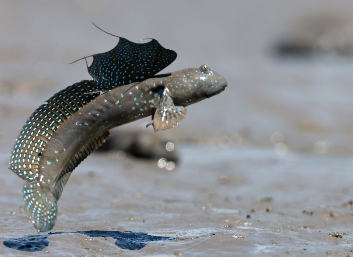 Илистый прыгун (Mudskipper) в прыжке