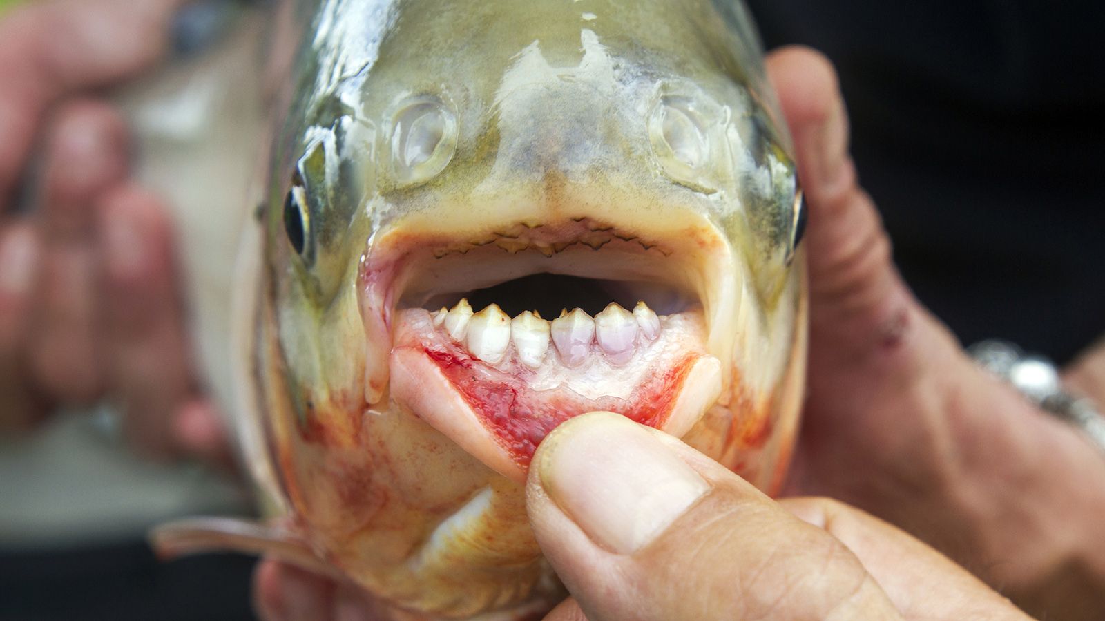 Рыба Паку (Pacu)