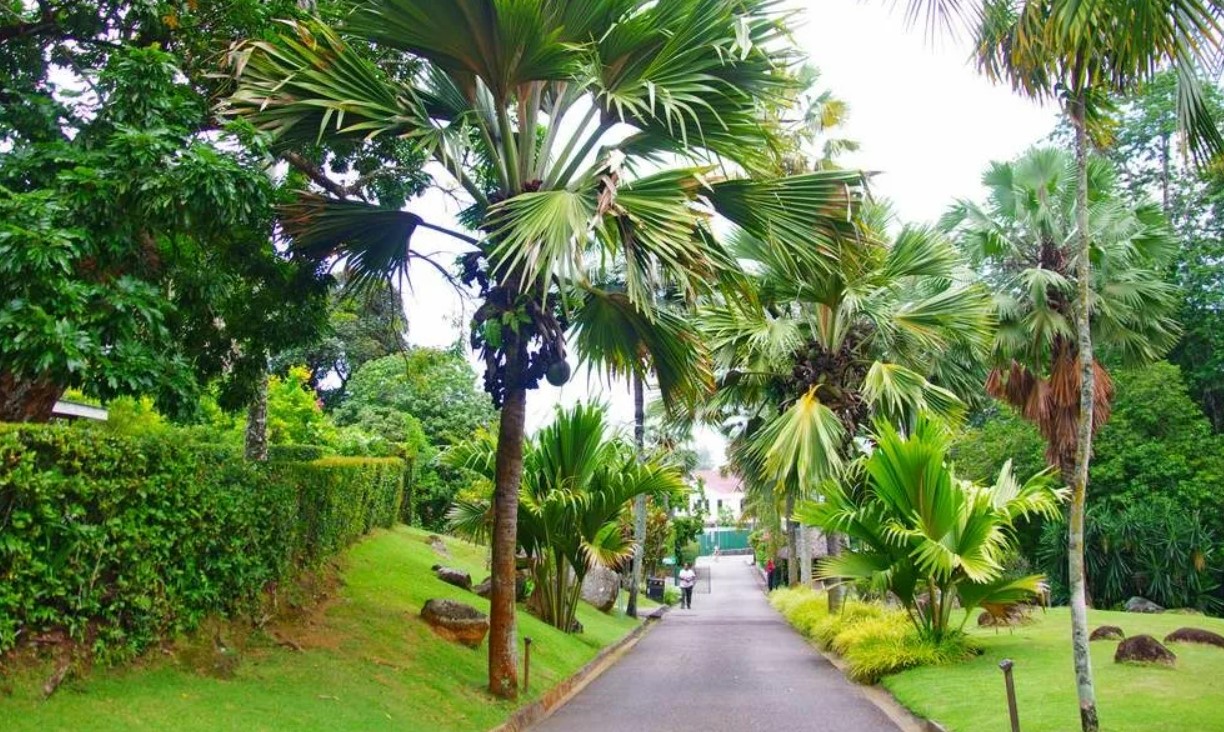 Остров Маэ Ботанический сад