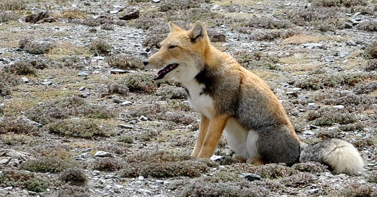 Тибетская лиса (Tibetan fox), фото