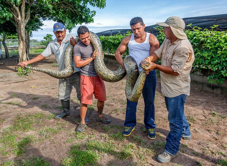 В какой стране живут анаконды