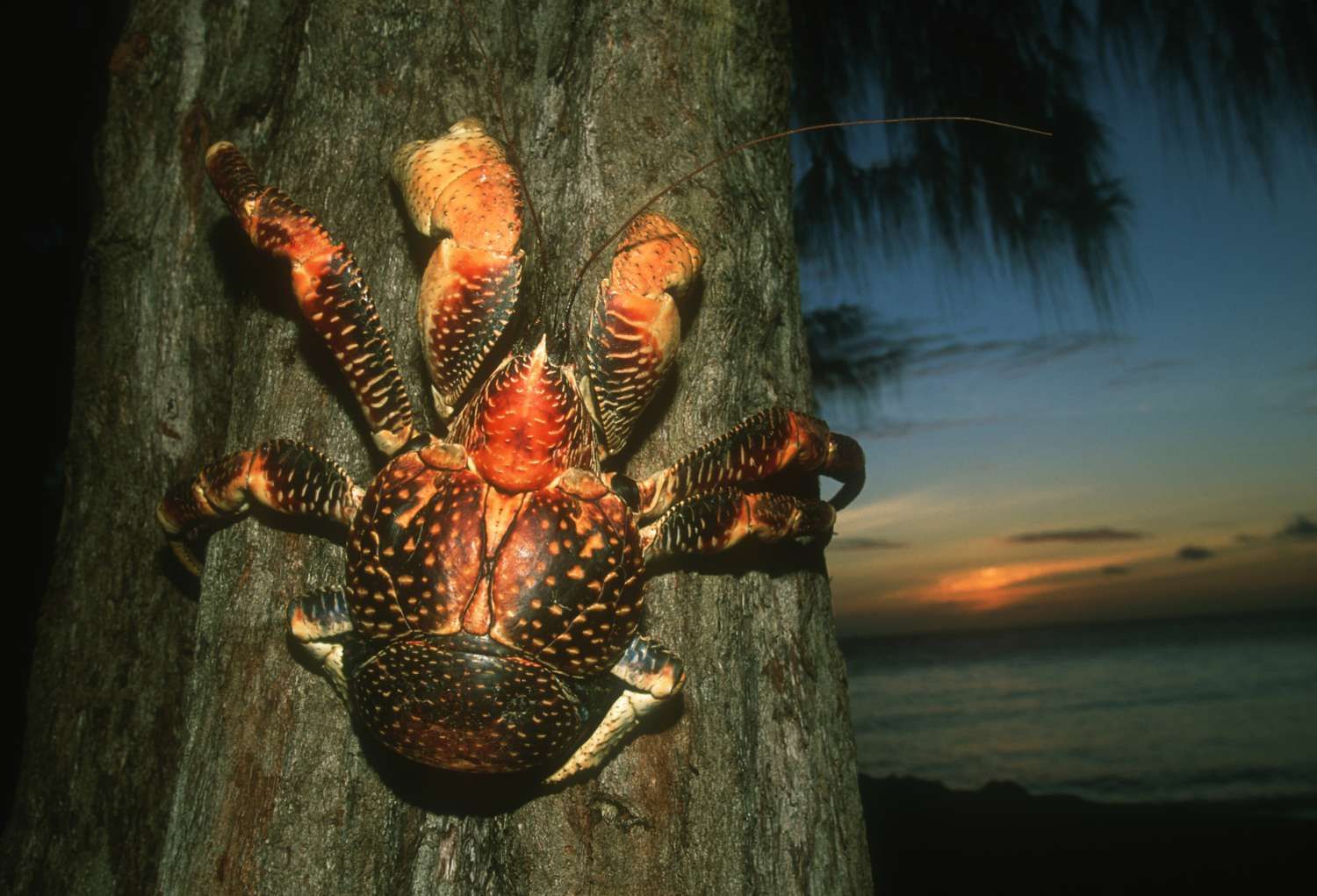 Пальмовый вор (Coconut crab)