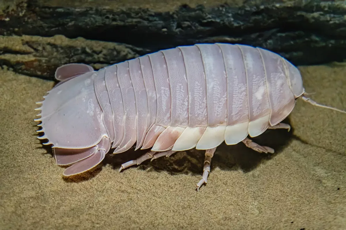 Гигантский изопод (Giant isopod)