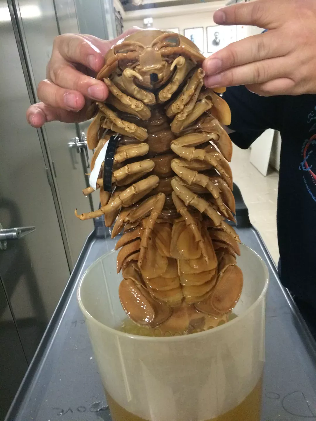 Гигантский изопод (Giant isopod), фото