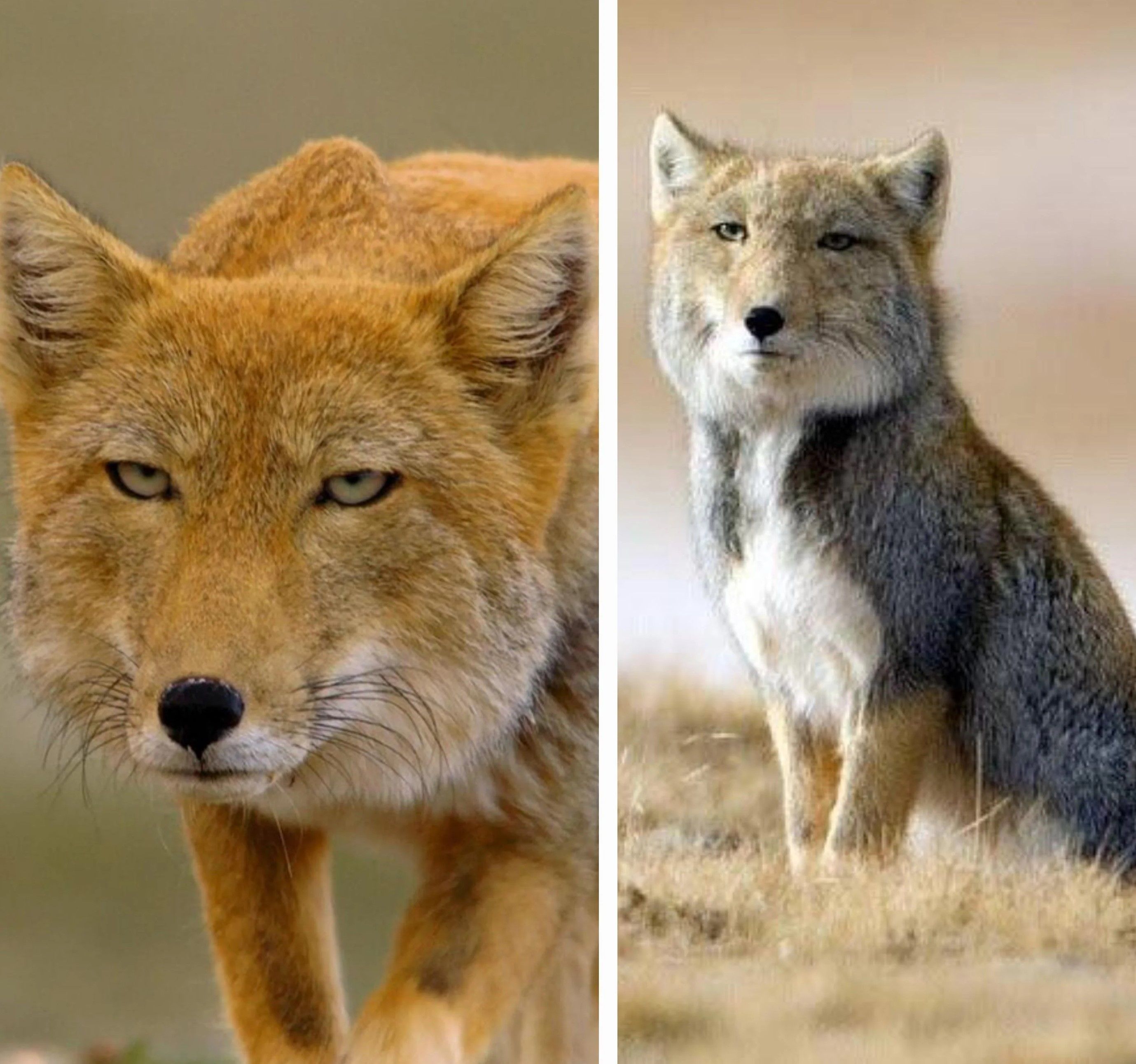 Тибетская лиса (Tibetan fox)