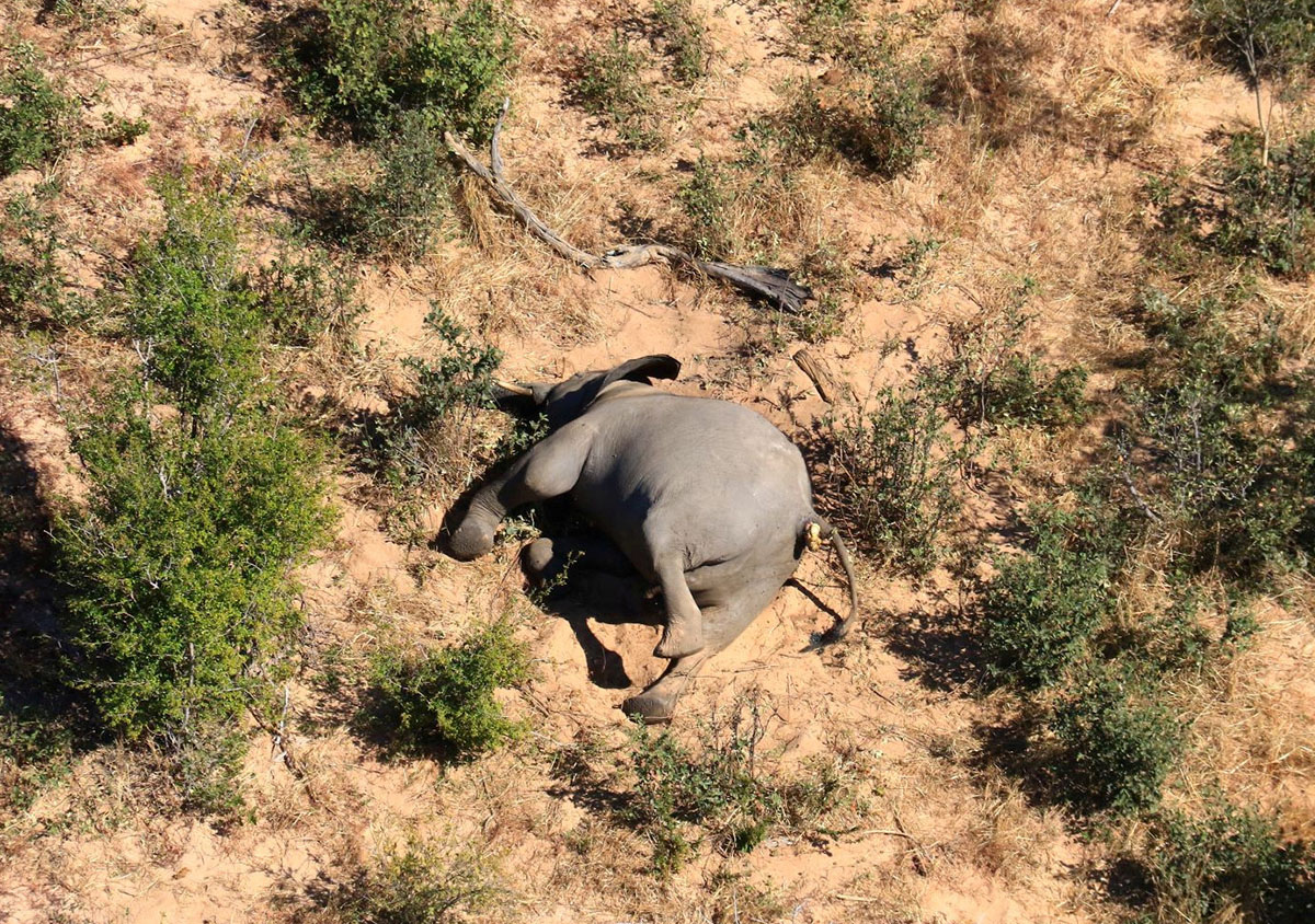 В Ботсване погибли более 300 слонов