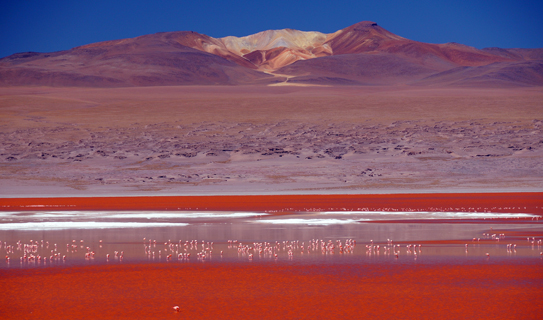 Лагуна Колорадо (Laguna Colorada)