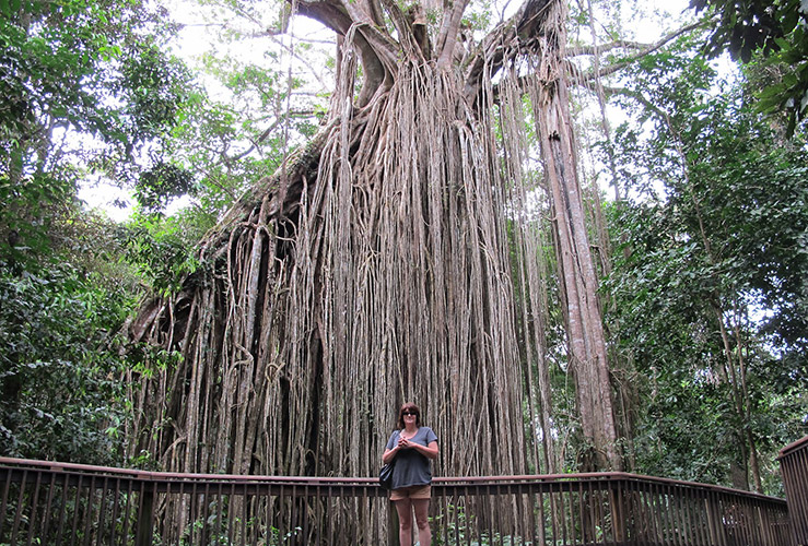 Дерево-занавес (Curtain Fig Tree)