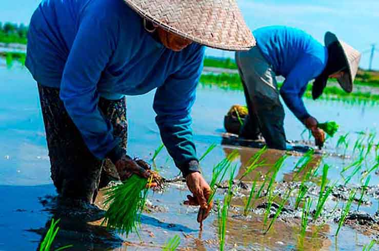Будни сельскохозяйственных жителей Вьетнама