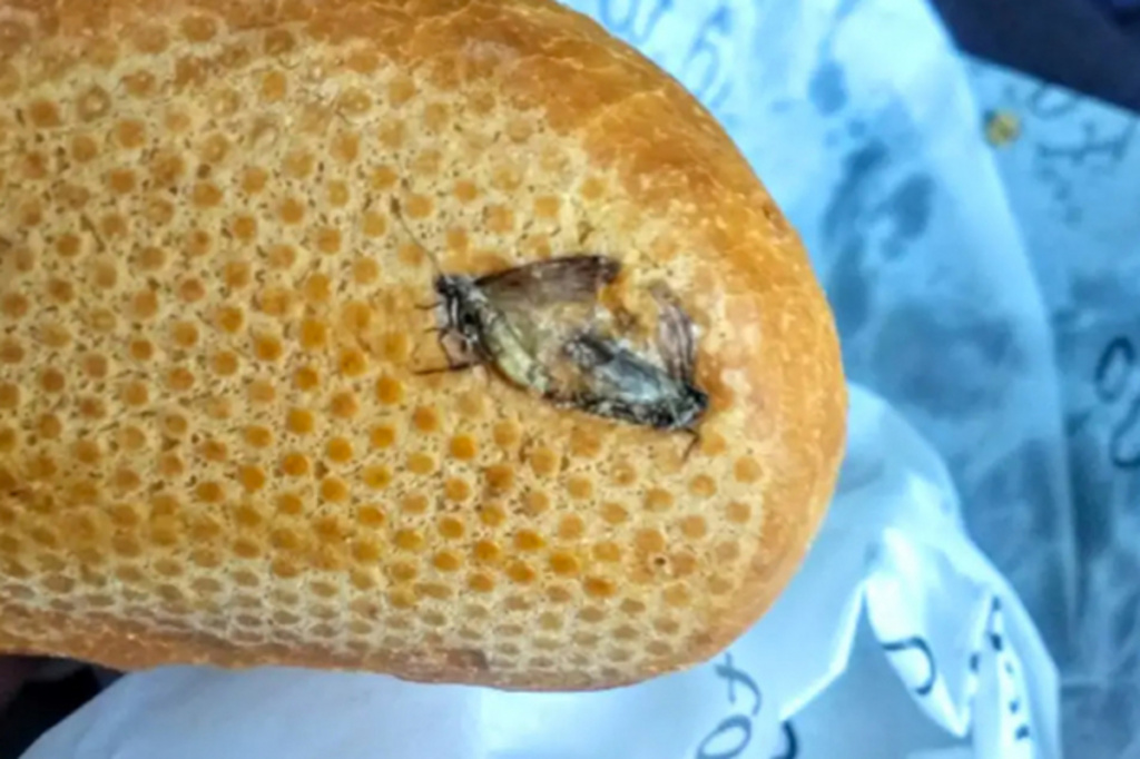 Два странно выглядящих насекомых чертовски омерзительно занимаются любовью в сэндвиче на завтрак