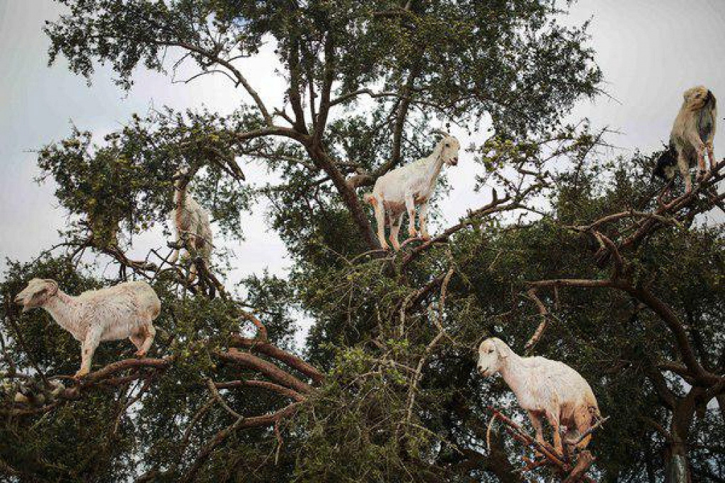 Марокканские фермеры решили подзаработать, вызывая туристический интерес к козлам-обитателям деревьев 