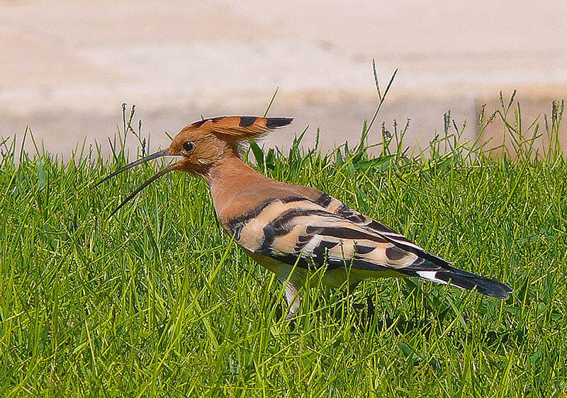 Орнитологический центр