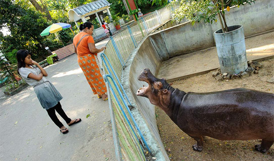 Янгонский Зоопарк (Yangon Zoo)