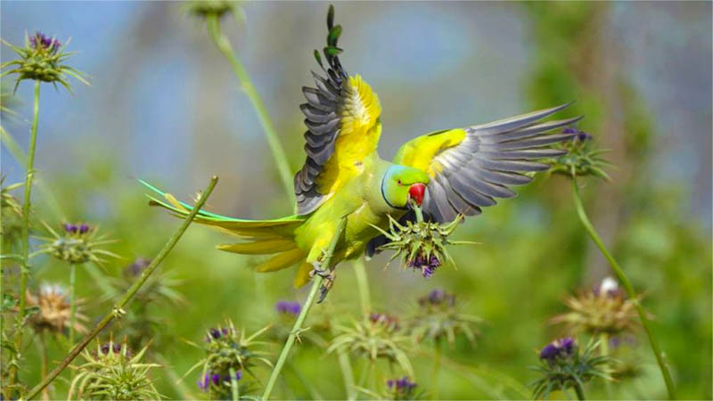 Орнитологический центр