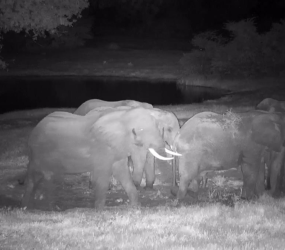 Самые интересные веб-камеры мира