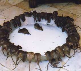 Карни-Мата: Храм крыс в Раджастхане