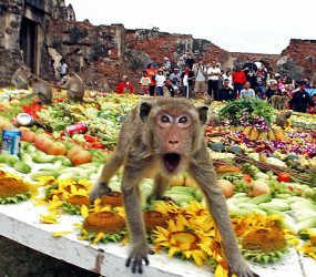 Monkey Buffet Festival - пир для обезьян