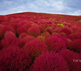 Самые красивые парки мира:  Парк Хитачи-Сисайд в Японии (35 фото)