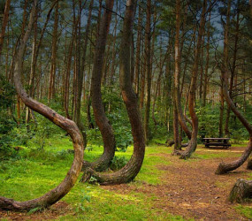 Кривой лес в Польше