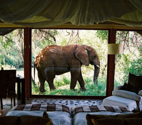 Топ 6 необычных гостиниц для любителей животного мира