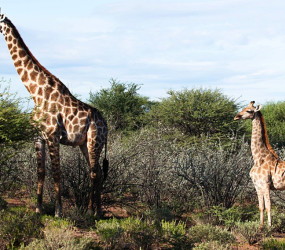 Карликовые жирафы в Намибии и Уганде — как выглядит жираф самого маленького роста?