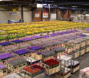 Цветочный аукцион в Нидерландах