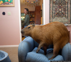 Домашняя Капибара