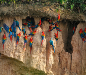 Почему попугаи Ара поедают глину? Рассказываем секрет завораживающего зрелища