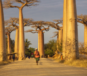 Баобаб – символ Африки