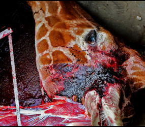 В Дании на глазах посетителей зоопарка убили жирафа