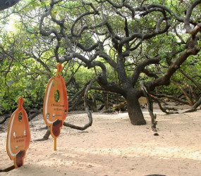 Самое крупное и необычное дерево Южной Америки