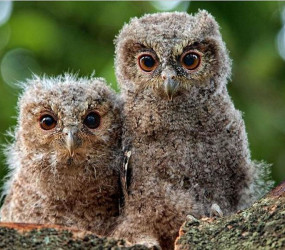 Какие сувениры запрещено вывозить из некоторых стран