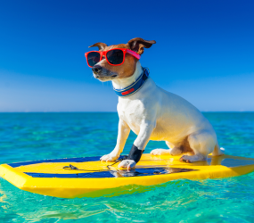 А вы знали что на Мальдивах запрещены собаки?