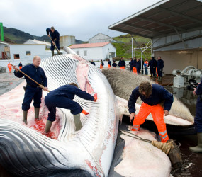 Пиво из кита в Исландии