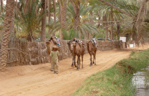 Ксар-Гилан, Тунис. Фото 13 – фотографии Туниса