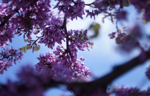 Херсонес Таврический – фотографии России