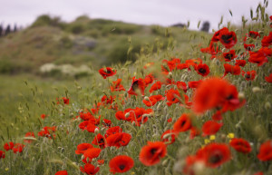 Херсонес Таврический – фотографии России