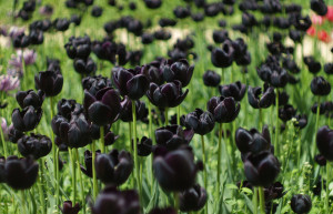 Черный тюльпан. Никитский ботанический сад – фотографии России