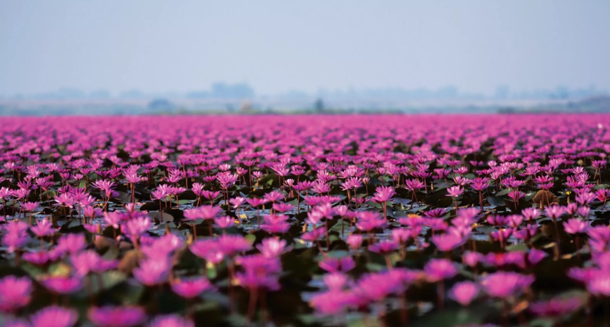 Озеро Лотосов – это живописный водоем, заросший этими нежными ароматными цветами