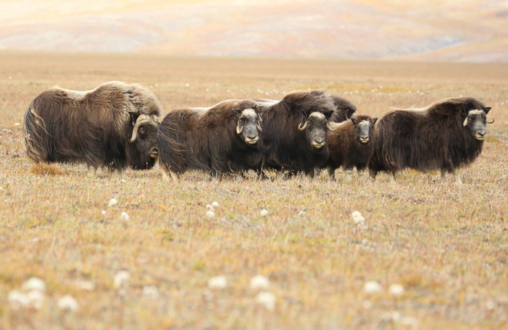 Остров Врангеля Остров Врангеля