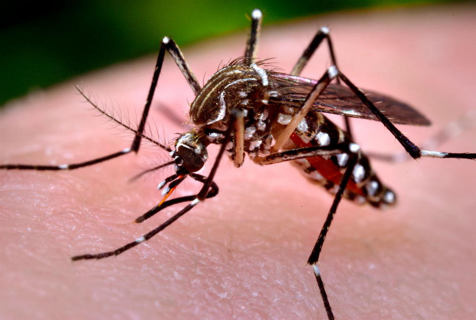 Комары Aedes aegypti, их можно узнать по белым полосам на лапках и спине